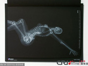 日本一厂商推出X光版骨感美女日历(高清组图)