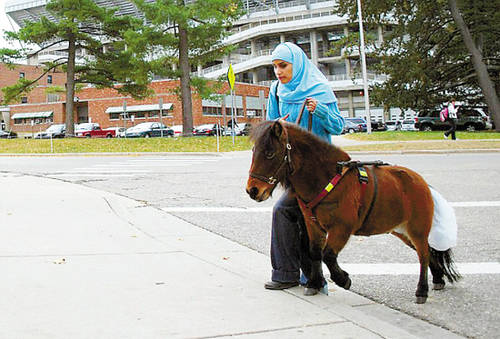 美穆斯林女生与导盲马为伴